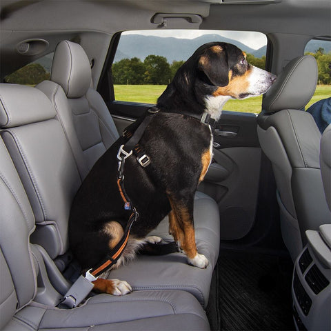 Ceinture de sécurité pour chiens pour boucle de ceinture et Isofix 🐾