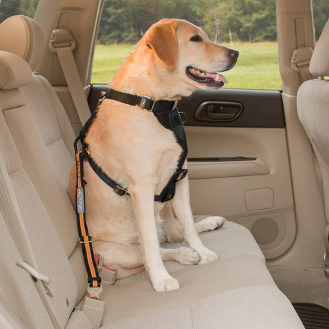 Ceinture de sécurité voiture pour chien