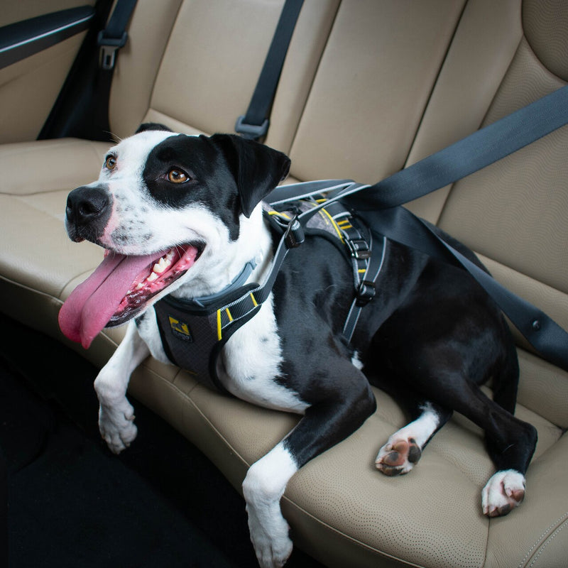 Kurgo - Attache Sécurité Direct Seat-belt Voiture pour Chien