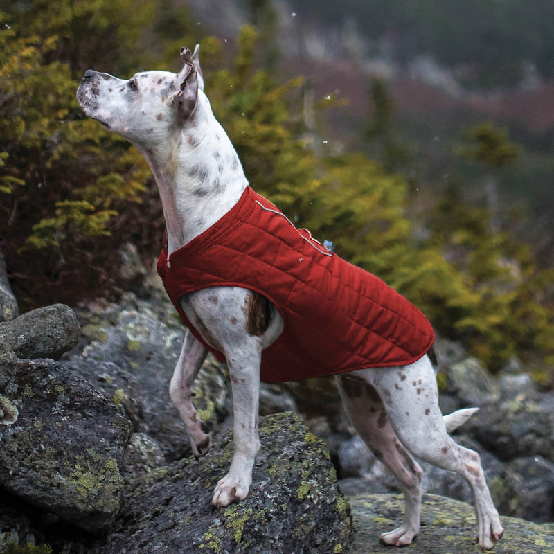 manteau pour greyhound
